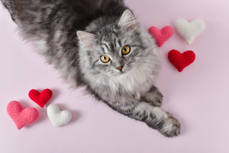 cat-hearts