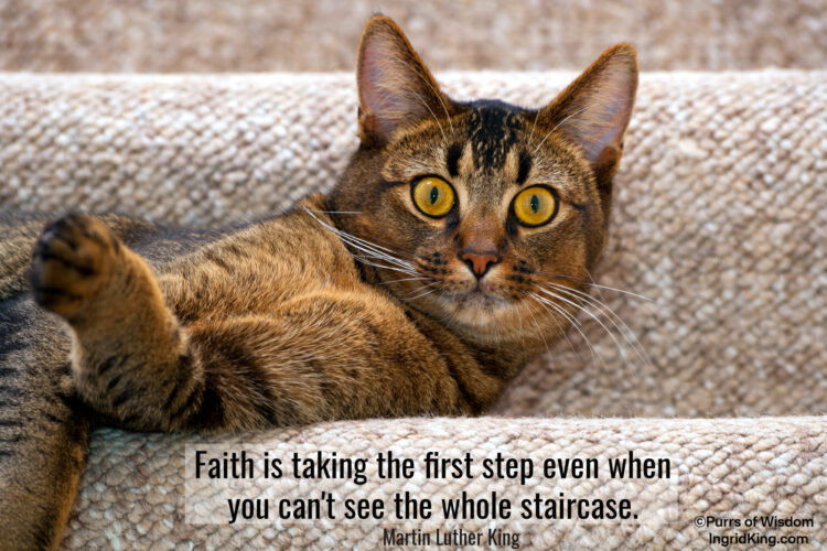 cat-stairs
