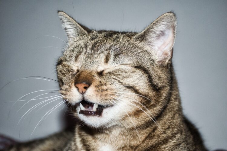 sneezing-cat