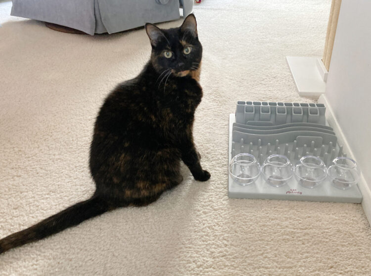 cat-activity-game-food-treat-puzzle