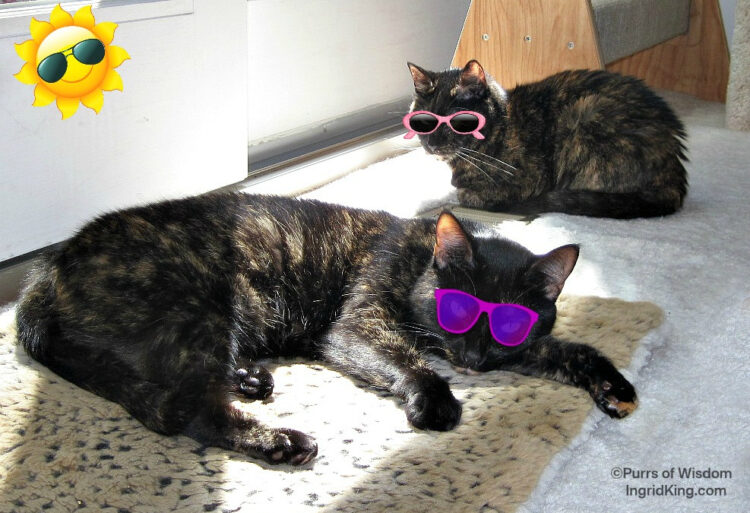 allegra-ruby-sunglasses