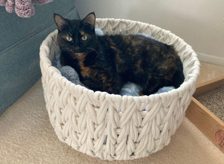 cat-basket