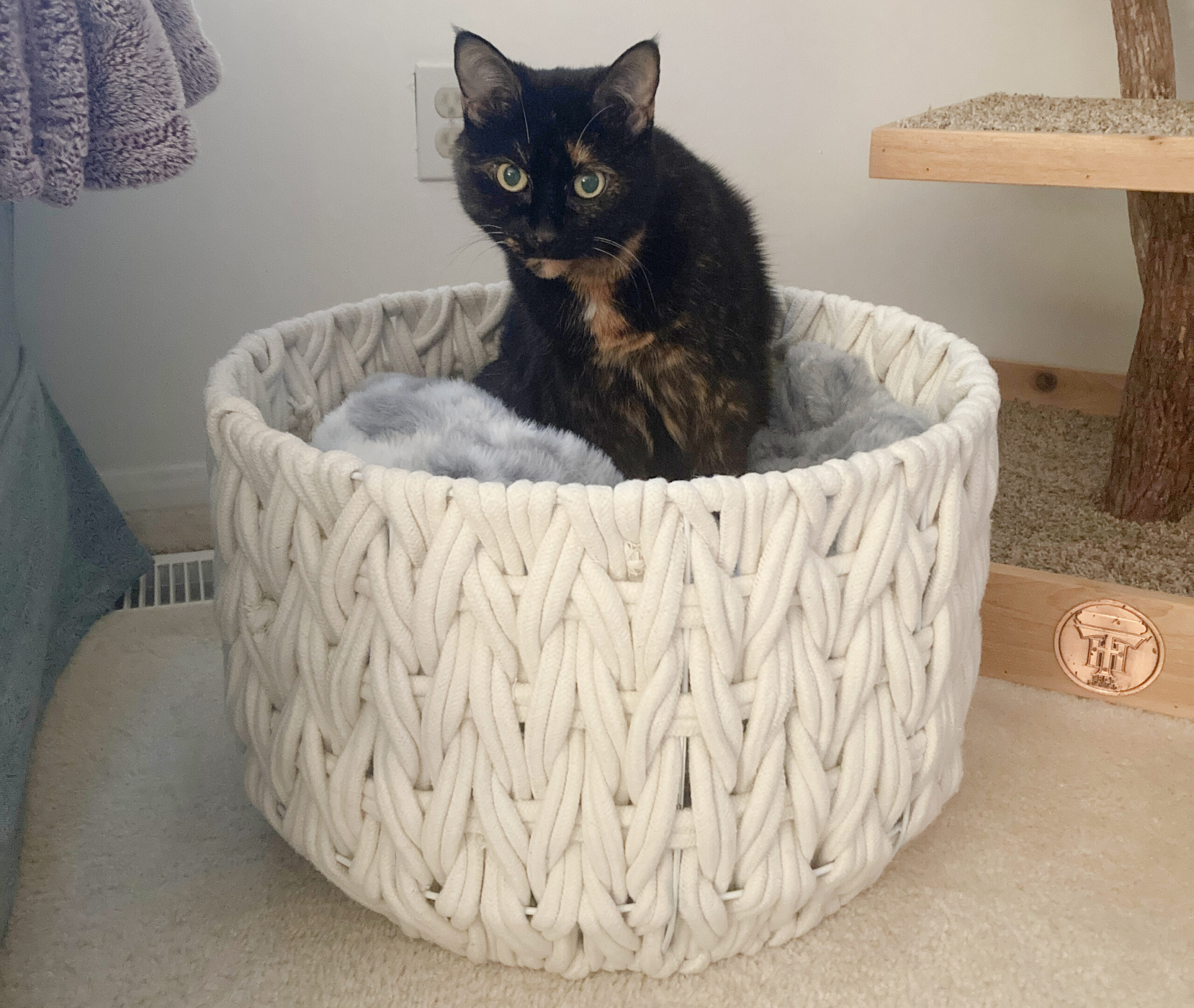cat-blanket-basket