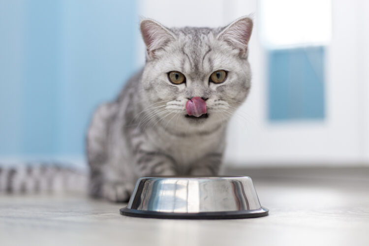 grey-cat-eating-bowl-food