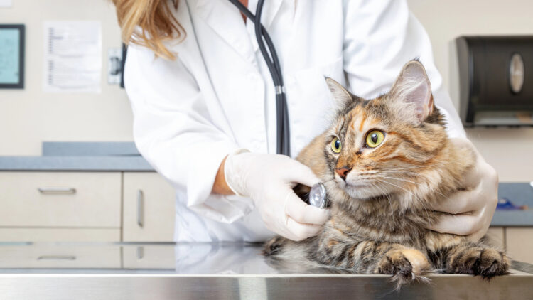 cat-veterinary-clinic