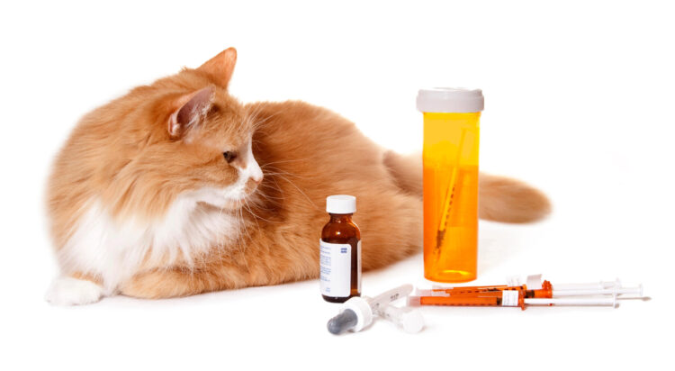 cat-medications