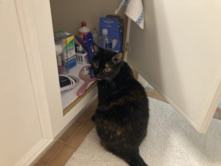 cat-bathroom-cabinet