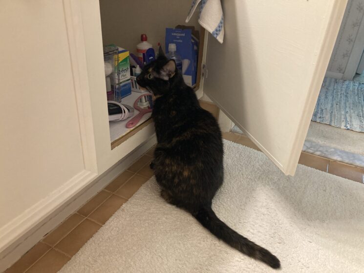 cat-bathroom-cabinet