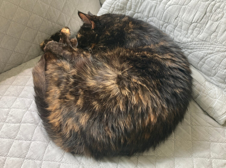 cat-sleeping