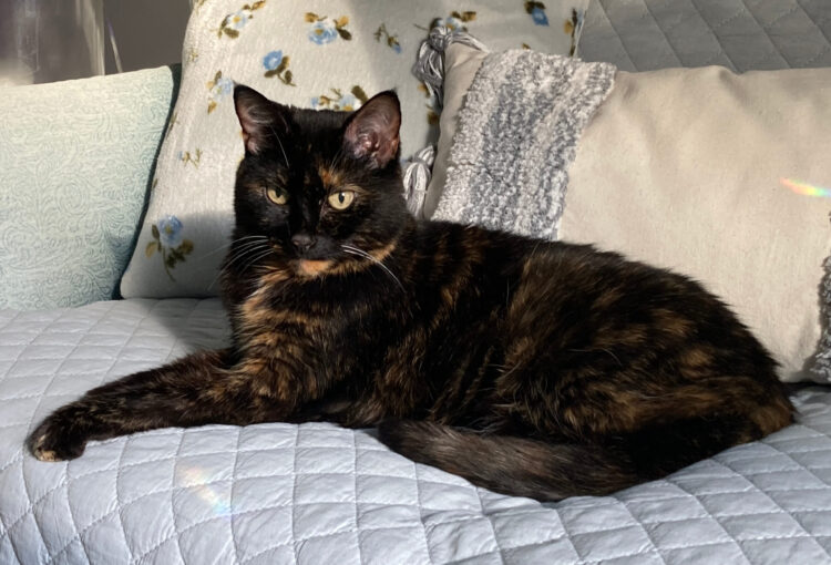 Allegra-sofa
