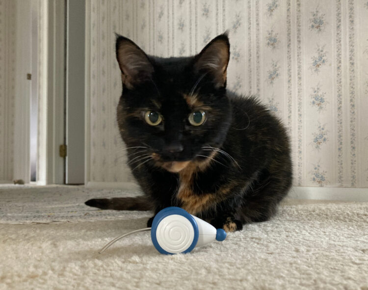 cat-electronic-mouse