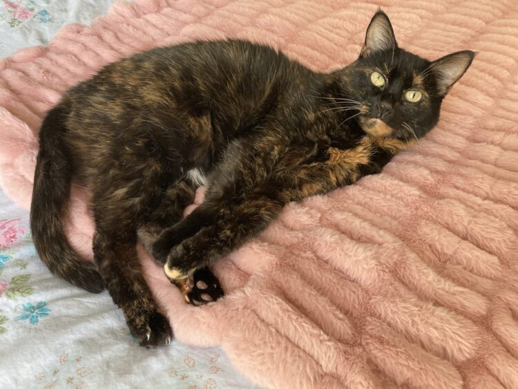 cat-lola-blanket