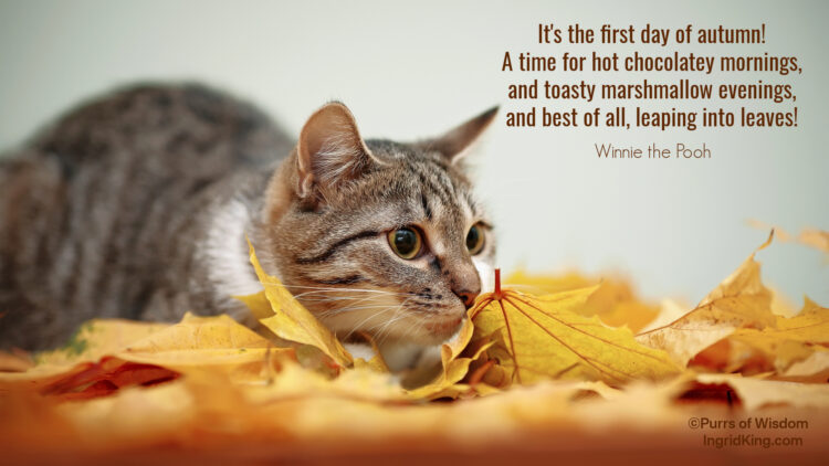 autumn-leaves-cat