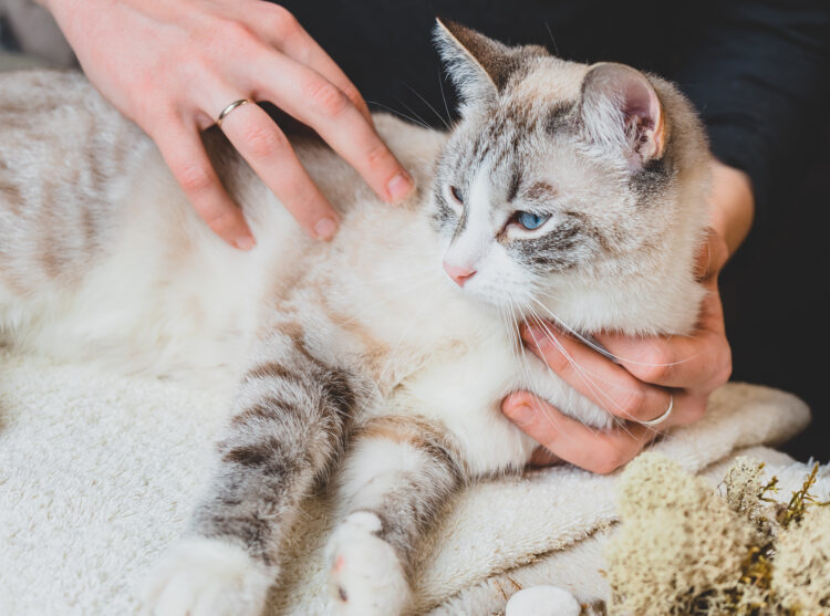 cat-reiki