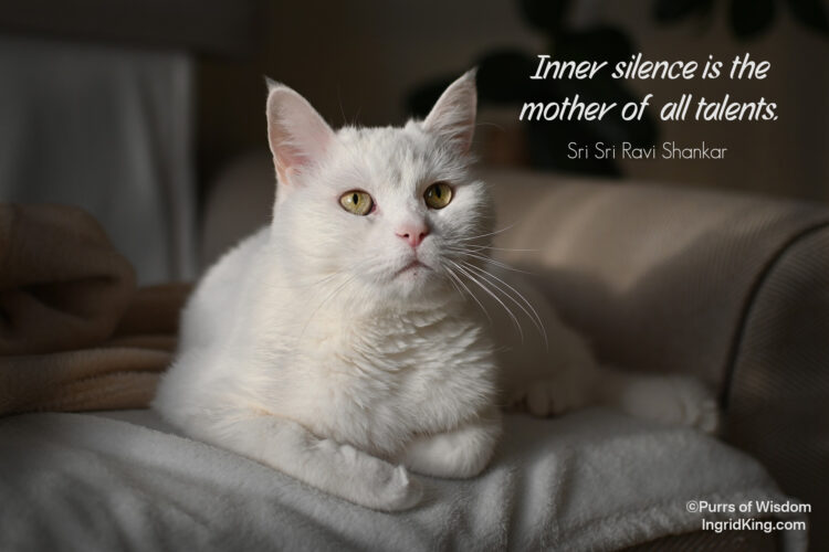 white-cat-yellow-eyes