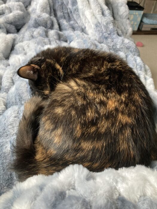 Allegra-lola-blanket-lap