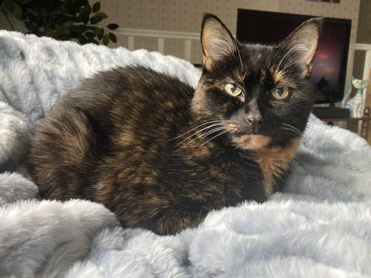 Allegra-lola-blanket
