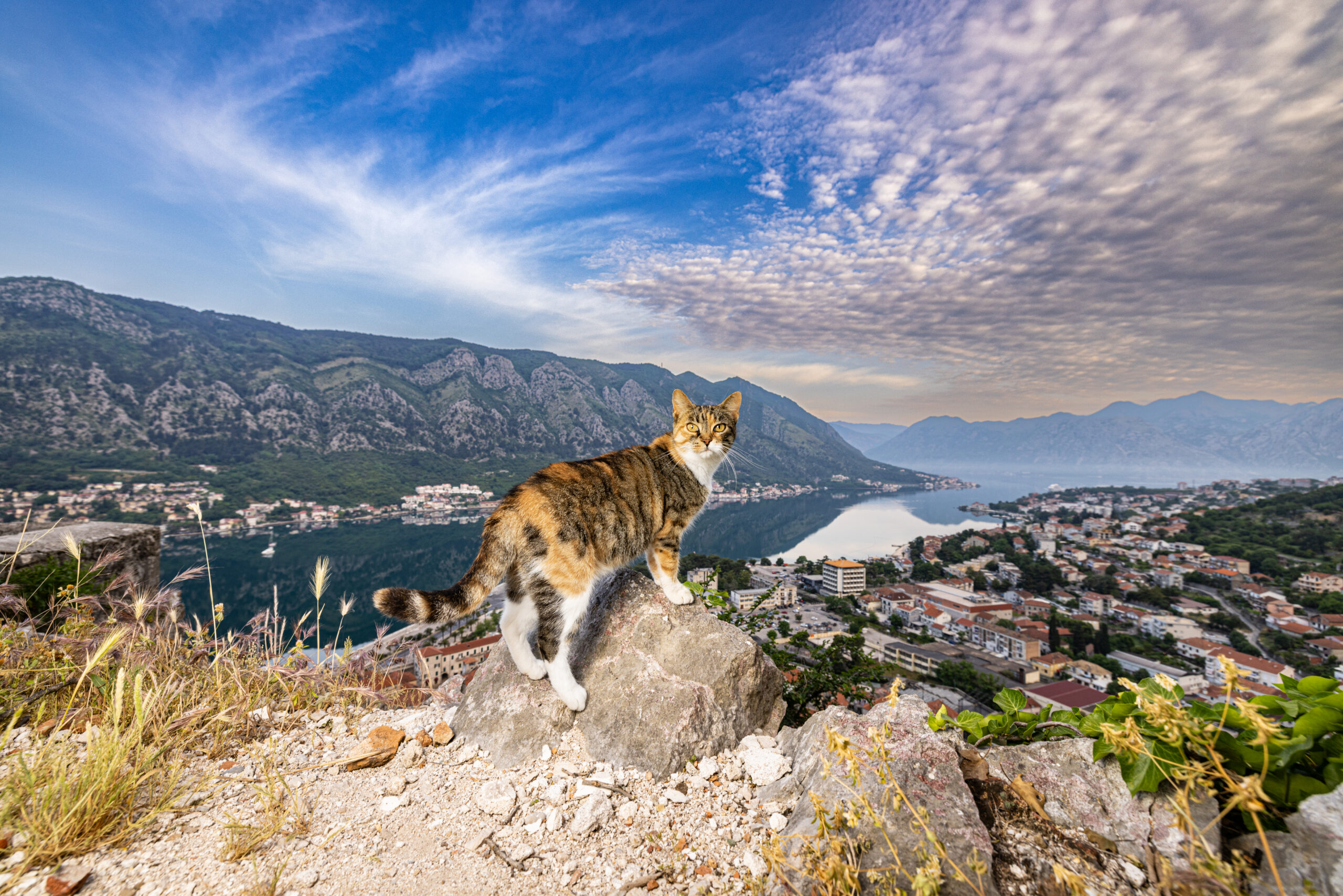 cat-montenegro