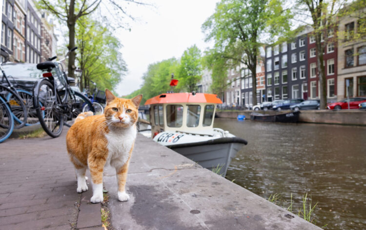 cat-amsterdam