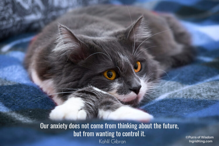 calm-cat-blanket