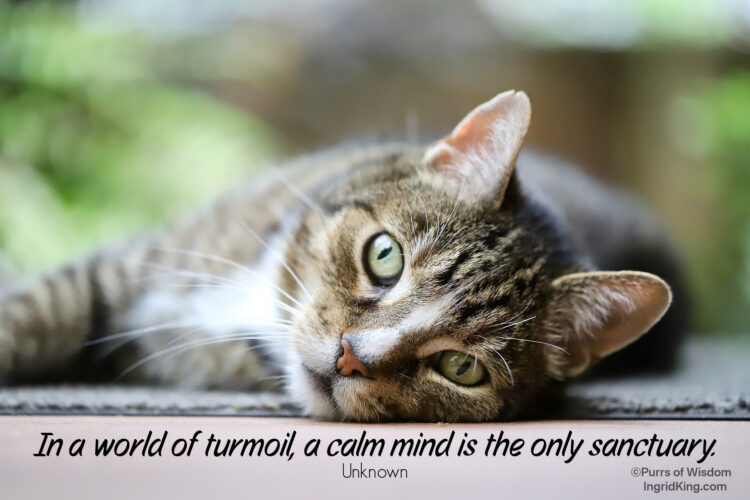 calm-cat