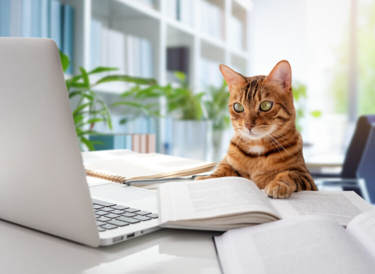 cat-laptop
