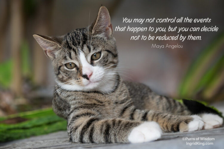 tabby-cat-white-paws