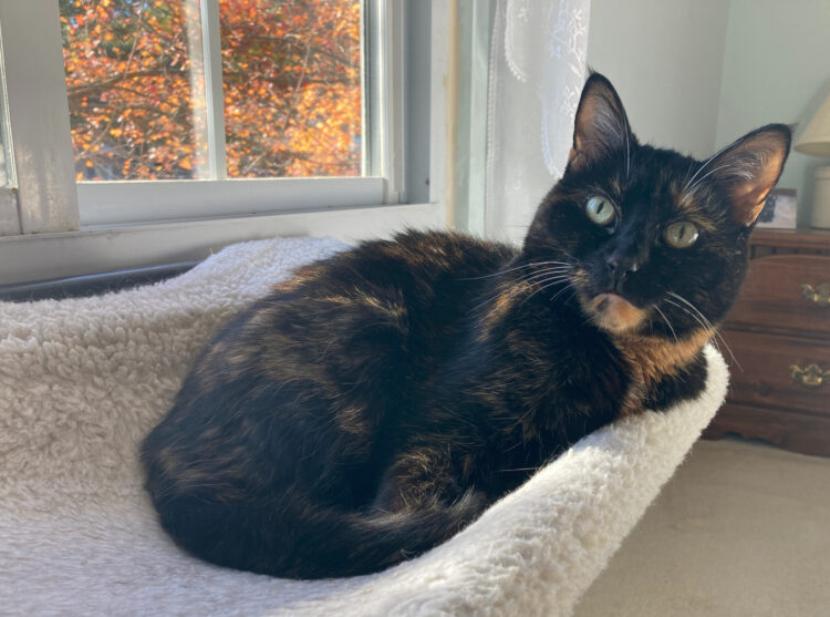 Allegra-window-perch-fall