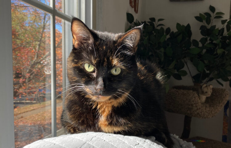 Allegra-fall-colors
