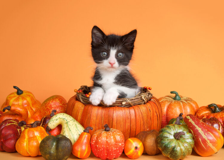 thanksgiving-pumpkin-kitten