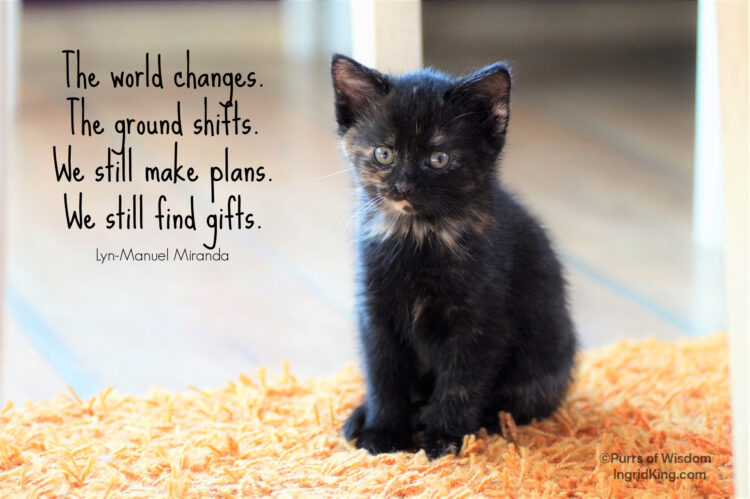 tortoiseshell-kitten
