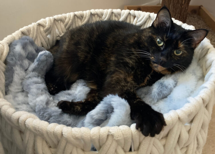 Allegra-blanket-basket