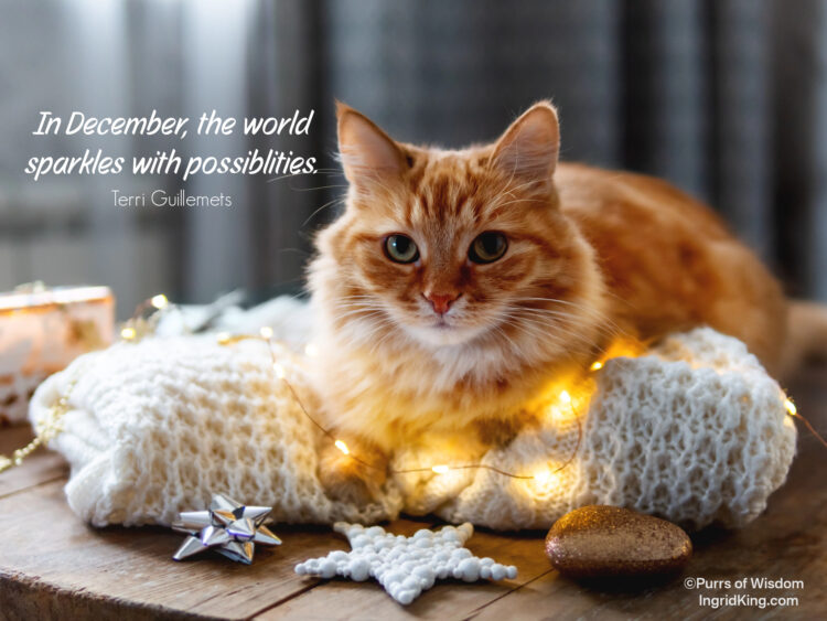 orange-cat-christmas-ornaments