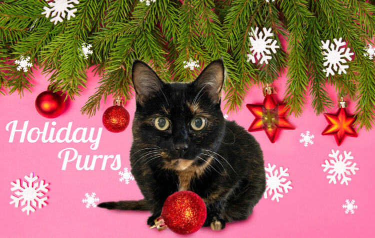 Allegra-Christmas-2024
