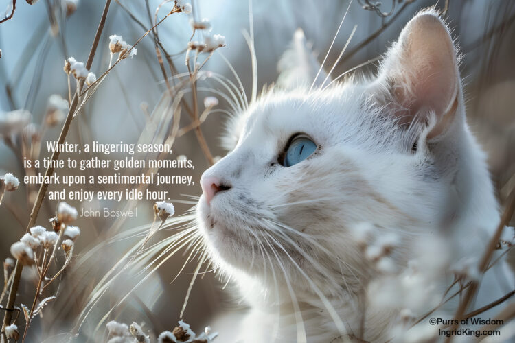 white-cat-blue-eyes