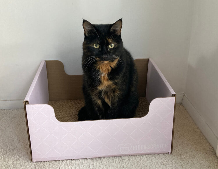Allegra-scratch-box
