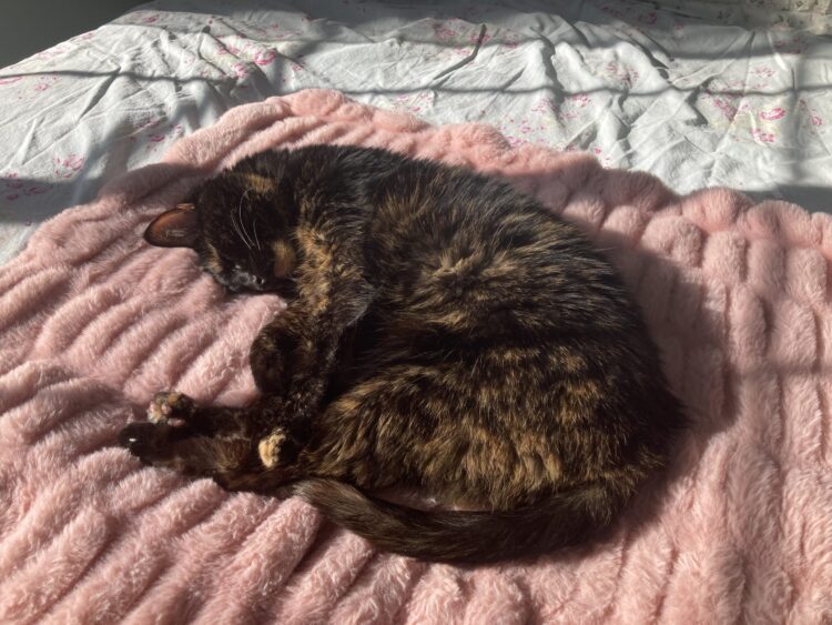 Allegra-napping-sun-puddle