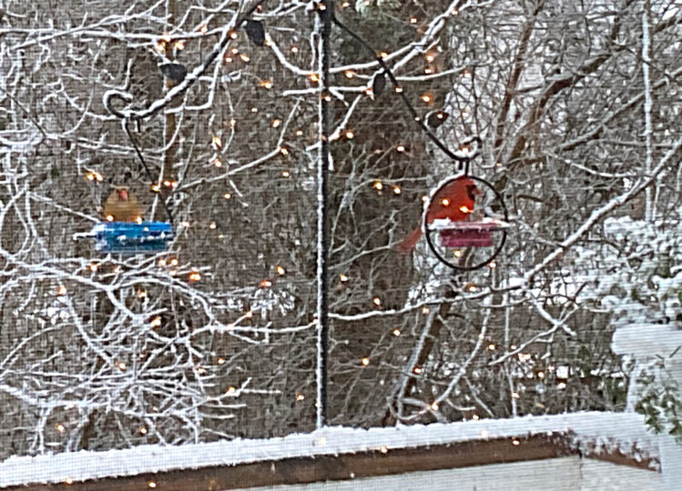 cardinals-birdfeeder-snow