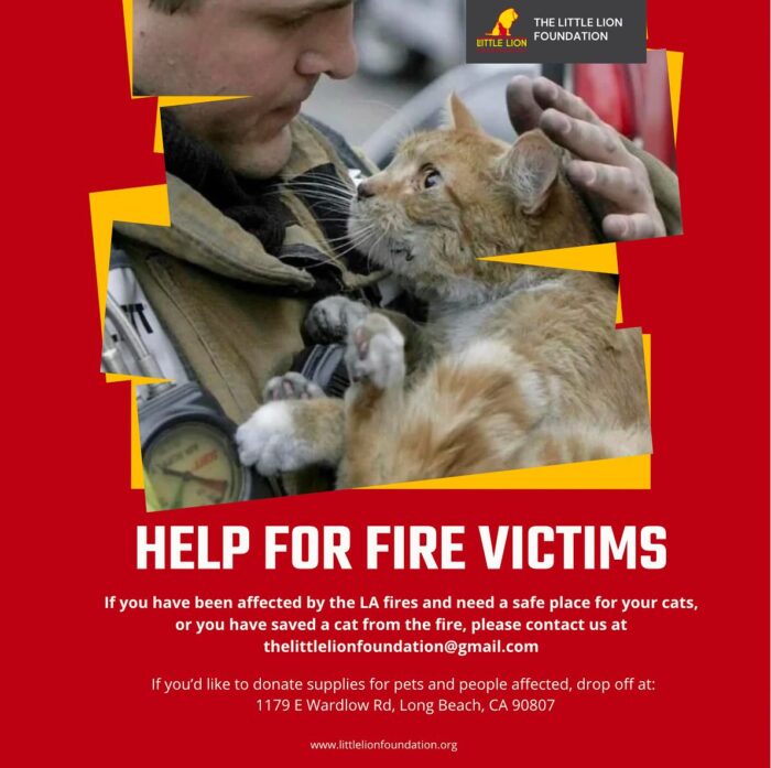 little-lion-foundation-la-fires