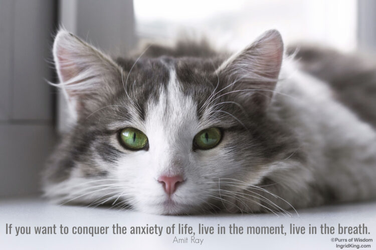 grey-and-white-cat-green=eyes