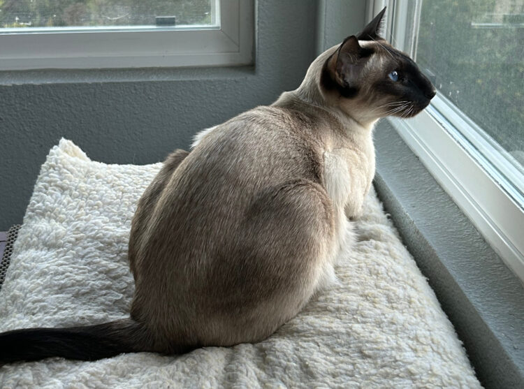 cat-bird-watching