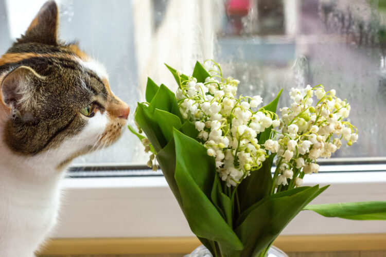cat-with-lilies