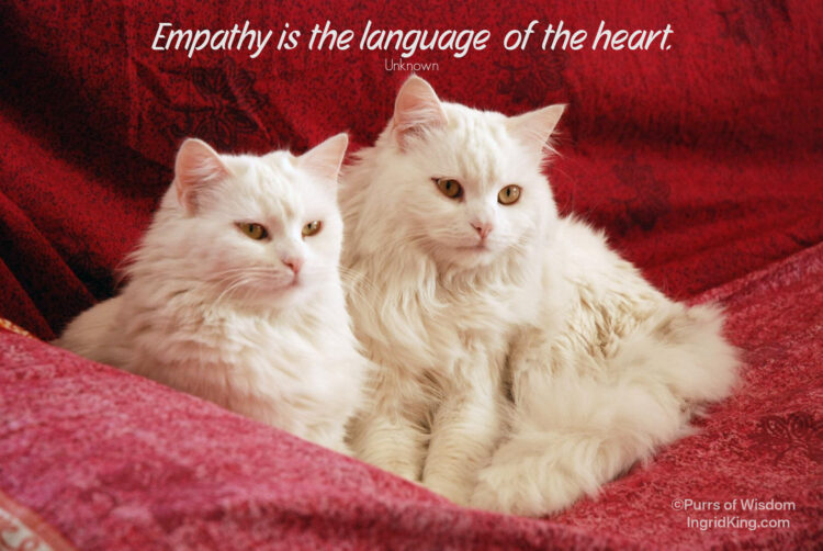 two-white-cats
