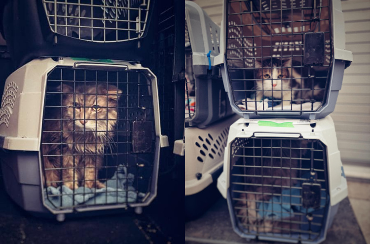 la-fires-cat-evacuation