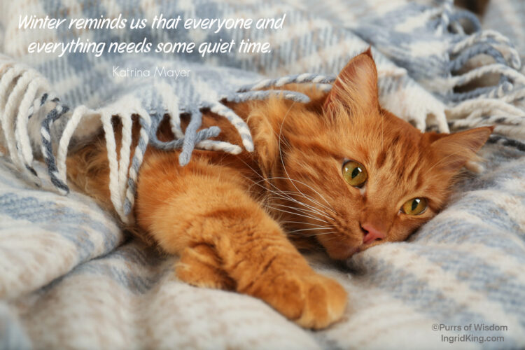 orange-cat-under-blanket