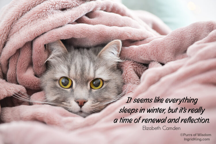 cat-blanket