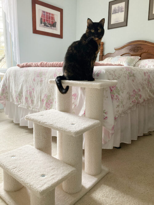 cat-pet-stairs