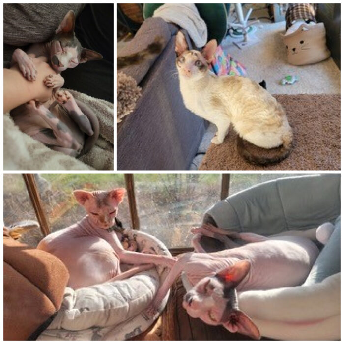 Cornish-Rex-cats