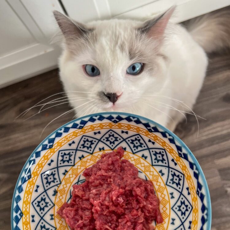 cat-raw-food