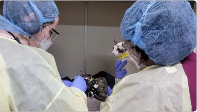 h5n1-bird-flu-infected-cat
